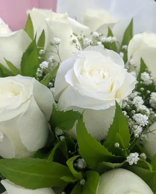 Букет из 11 желтых роз купить, заказать с доставкой в Черкассы - Roza.сk.ua
