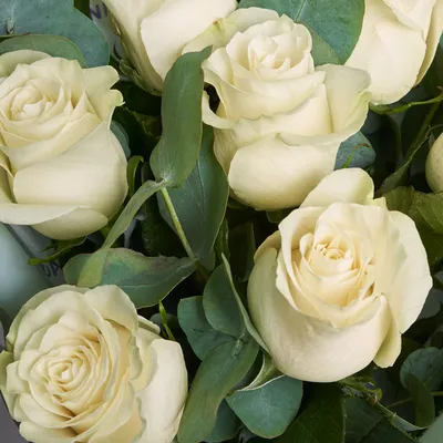 Купить 11 желтых роз DF-275 с доставкой заказать 11 желтых роз в ❤ДеФлор