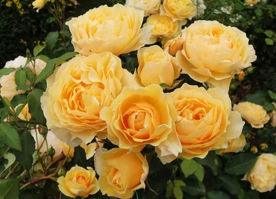 Желтые искусственные розы из фоамирана и холодного фарфора / Искусственные  цветы для интерьера / Реалистичные желтые розы / Подарок для нее в магазине  «ByflordecorArt» на Ламбада-маркете
