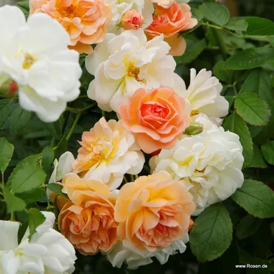 Only Rose — идеальный букет из роз | Купить букет из свежесрезанных желтых  роз «Пенни Лейн»