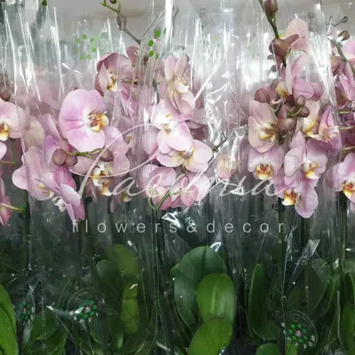 Орхидея ФАЛЕНОПСИС | ОПРЕДЕЛИТЕЛЬ СОРТА | Orchid Phalaenopsis. Qualifier of  a grade. орхидеи orchids - YouTube