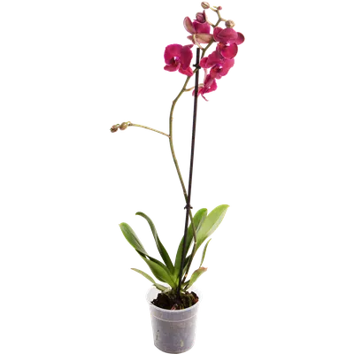 Фаленопсис Биондоро (Phalaenopsis Biondoro): особенности сорта,  характеристики, фото