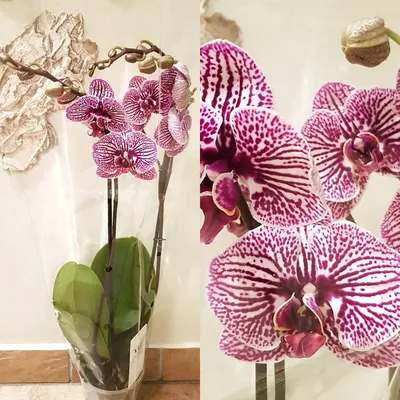 Орхидея Phalaenopsis Ferrara (отцвел)