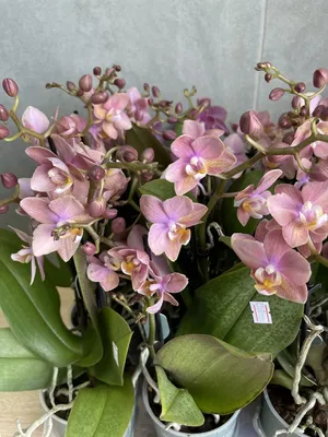 Орхидея Phalaenopsis Generation (отцвел)