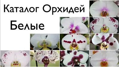 Фаленопсис Мультифлора Сортовой (Phalaenopsis Multiflora) - FlowersLand.by  - Минск