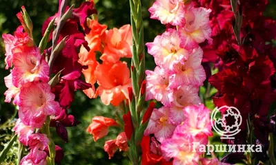 Сортовые гладиолусы, 3шт. в лоте., цена 8 грн - купить Сад/огород новые -  Клумба