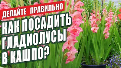 Купить Гладиолус Сочи (гофрированный) — отзывы, доставка по России.  Отличное качество.