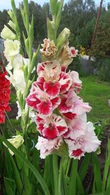 Гладиолус Аполлон — BlossomDay