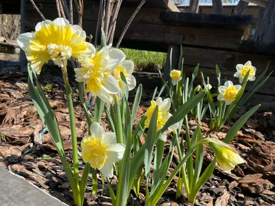 Нарцисс крупнокорончатый Белый (Narcissus Large Cup White) - Луковицы  нарциссов - купить недорого нарциссы в Москве в интернет-магазине Сад вашей  мечты