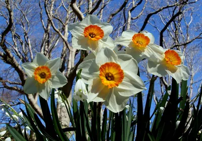 Нарцисс Актея (Narcissus Actaea) - Луковицы нарциссов - купить недорого  нарциссы в Москве в интернет-магазине Сад вашей мечты