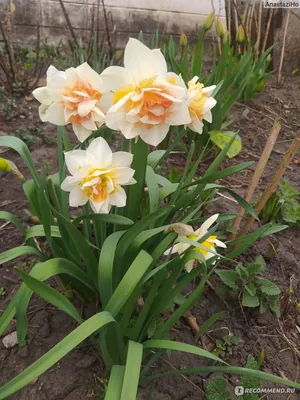 Нарцисс (Narcissus) - «Нарциссы уже давно не только белые невзрачные  цветочки, они способны покорить любого цветовода. » | отзывы