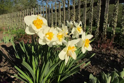 Нарцисс Дельнашо (Narcissus Delnashaugh) - Луковицы нарциссов - купить  недорого нарциссы в Москве в интернет-магазине Сад вашей мечты