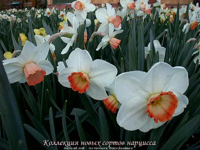 Цветы Нарциссы Фото Каталог 2022 нарциссов сорта купить нарциссы в Москве и  по почте интернет магазин нарциссов цены.