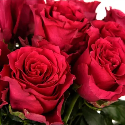Пионовидные сортовые розы с эвкалиптом Shy, артикул: 333066570, с доставкой  в город Новосибирск