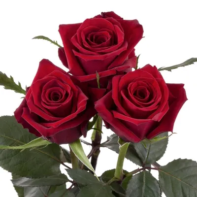 kaprisflora - Акция💐 101 Роза с бесплатной доставкой💐 Элитные сортовые  розы 60 см - 9000р ⠀ ⚡️Доставка за 2 часа 🤫 Бесплатная доставка ❗️  Работаем круглосуточно Принимаем заказы и консультируем: 📩