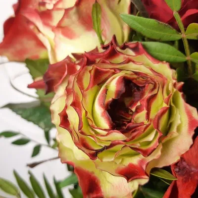 Элитные розовые розы: цена, заказать с доставкой по Арзамасе в  интернет-магазине Cyber Flora®