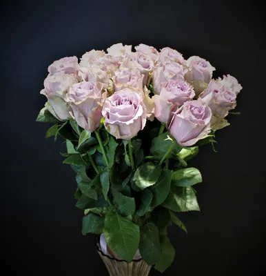 Роза Россия сортовая, Цветочная мастерская 25 роз Тюмень