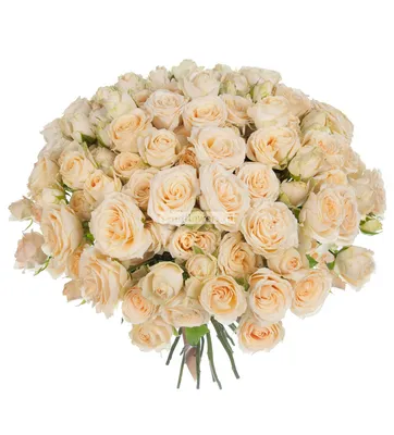 annyrose - сортовые саженцы роз в Казахстане