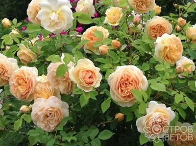 Пионовидная кустовая роза Juliette . Цена: 4400 руб в интернет-магазине  Centre-flower.ru