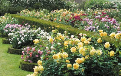 Розы! Ещё немного о некоторых сортах почвопокровных роз | Понемногу обо  всём в саду | Дзен