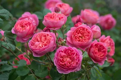 Виды роз с сильным ароматом