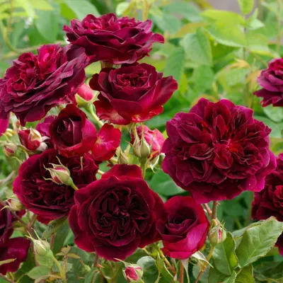 Купить малиновые кустовые пионовидные розы в Перми! - Доставка