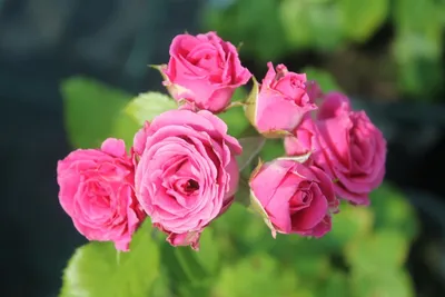 РОЗЫ розовые пудровые сортовые / Голландия — купить в Красноярске. Свежие  цветы на интернет-аукционе Au.ru