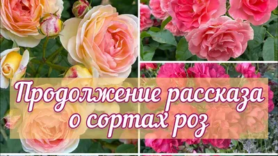 Монобукет из сортовых роз №077 51 роза