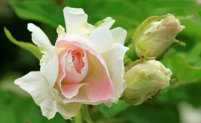 Розы старинные, английские и другие | Розы | Каталог растений | CАДиК