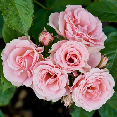 Сортовые штамповые розы из Италии🌹 Цена: 700.000 🌱 Садовый центр  Магнолия! 🍃 Более 8000 видов растений ! ♻️ Каждая неделя… | Instagram