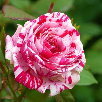 Розы сортовые 50-60 см