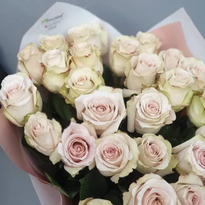 Доставка цветов on X: \"Эквадорская сортовая роза Quicksand💎 Букет из 23 роз:  https://t.co/hAao0AKIJe Розы штучно: https://t.co/J6QKR9v2Cq  https://t.co/QaABsqdI8k\" / X