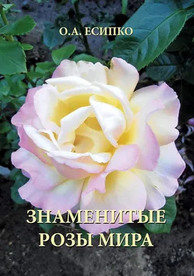 розовые и белые розы стоковое изображение. изображение насчитывающей  оглушать - 224583825