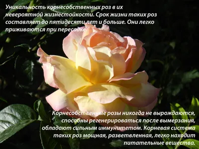 розы сортовые - Бекреве | TMCARS