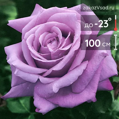 Купить саженцы Роза Бело-розовая с доставкой почтой | Питомник саженцев  Краснодар «КФХ Фруктовый сад»
