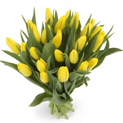 31 желтый тюльпан Сортовые тюльпаны - купить с доставкой в Москве, Azalia  Now