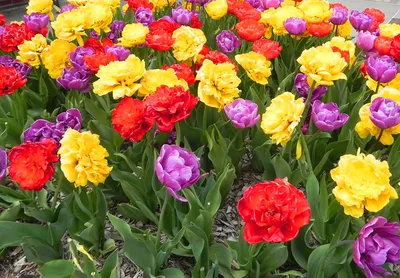 Топ 10 сортов поздних махровых тюльпанов- «Блог Флориум.юа» 2024