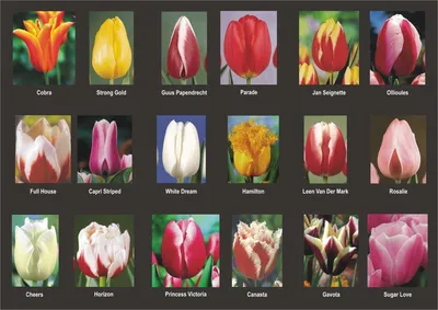 Тюльпаны в этом году разнообразны, но мелковаты | Мир Труд Дача | Дзен