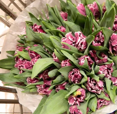 Тюльпаны сортовые Пэррот Принц 35 шт доставка в Твери | Тверь-Сад