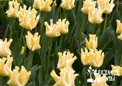 Бахромчатые тюльпаны: яркие сорта | GreenMarket