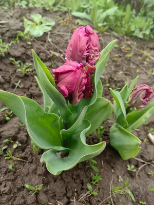 ⚜ Махровые тюльпаны: лучшие сорта! ⚜| GreenMarket