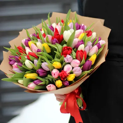 Бургундии Темнокрасные Винные Тюльпаны Цветы Культивируются Сортовые  Тюльпаны Темного Цвета Почти Черные Тюльпаны — стоковые фотографии и другие  картинки Без людей - iStock