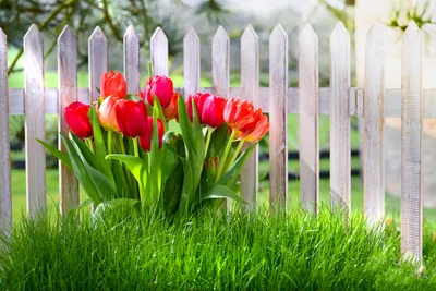 Букет из сортовых разноцветных тюльпанов - Цветы PRO