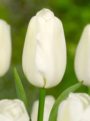 Купить Букет из белых сортовых тюльпанов в Великом Новгороде - от 1350 ₽