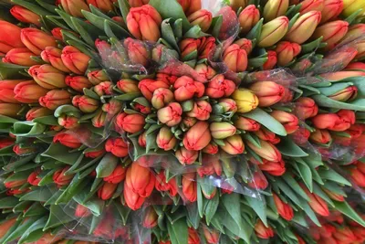 Весенний букет \"Пан лилилиан-тюльпан\" © Цветы60.рф
