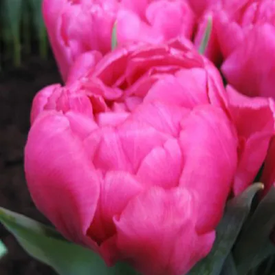 Тюльпан Евгения цветет в саду. Красивый сортовой тюльпан Stock Photo |  Adobe Stock