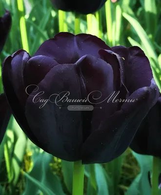 Тюльпан Сайгон Дабл - «Тюльпан Сайгон Дабл тёмно фиолетовый , почти черный  в бутоне.» | отзывы