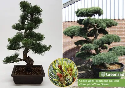 Сосна Бонсай. Pinus Parviflora. Бонсай.: продажа, цена в Николаеве. Сад,  общее от \"Екзотичнi квiти, дерева та чагарники\" - 1749182042
