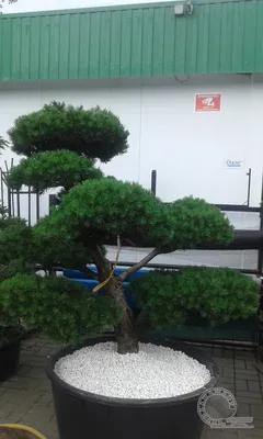 Формирование пре-бонсай из сосны обыкновенной. The first styling of pinus  sylvestris pre-bonsai - YouTube