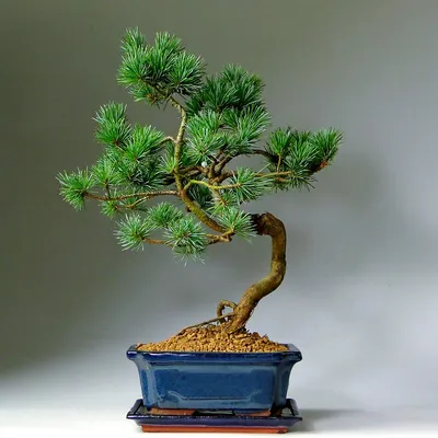 Сосна мелкоцветковая Бонсай (Bonsai) купить в Киеве, цена — Greensad